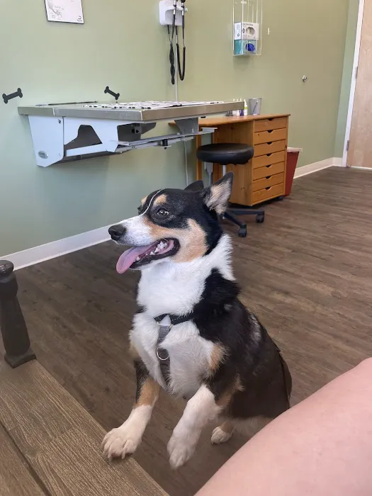 Braintree Veterinary Care Picture 6