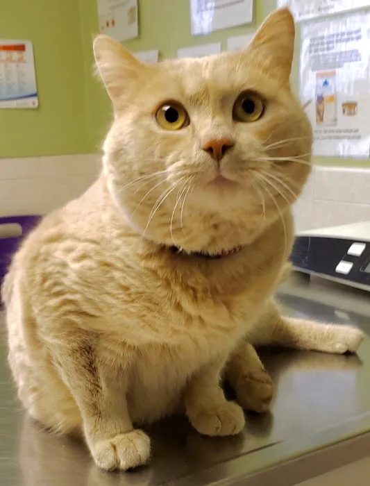 VCA South Shore Quincy Animal Hospital Picture 1