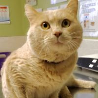 VCA South Shore Quincy Animal Hospital ico