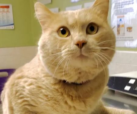 VCA South Shore Quincy Animal Hospital