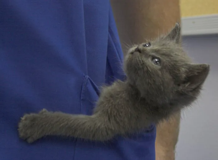 VCA South Shore Quincy Animal Hospital Picture 9
