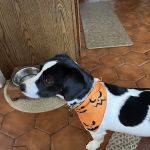 South Coastal Animal Health