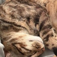 CVCA Cardiac Care for Pets - Waltham ico