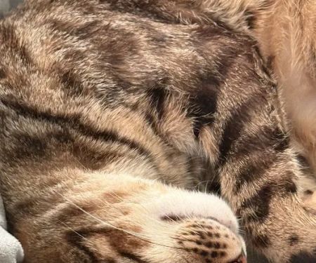 CVCA Cardiac Care for Pets - Waltham