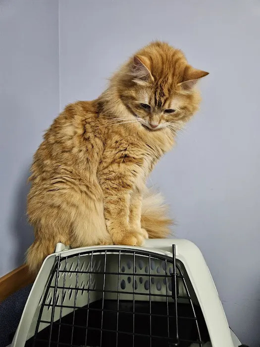 CVCA Cardiac Care for Pets - Waltham Picture 2