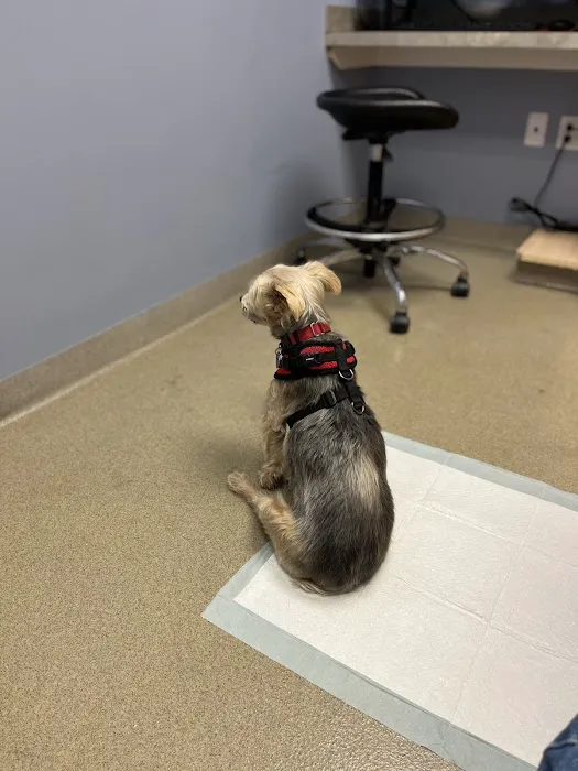 CVCA Cardiac Care for Pets - Waltham Picture 3