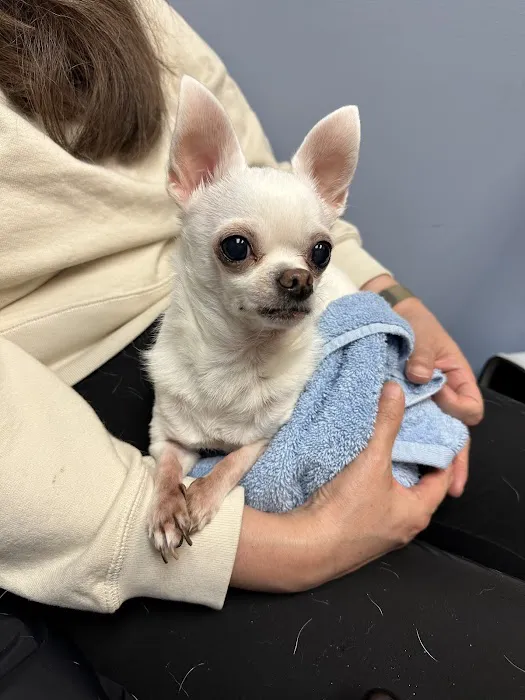 CVCA Cardiac Care for Pets - Waltham Picture 4