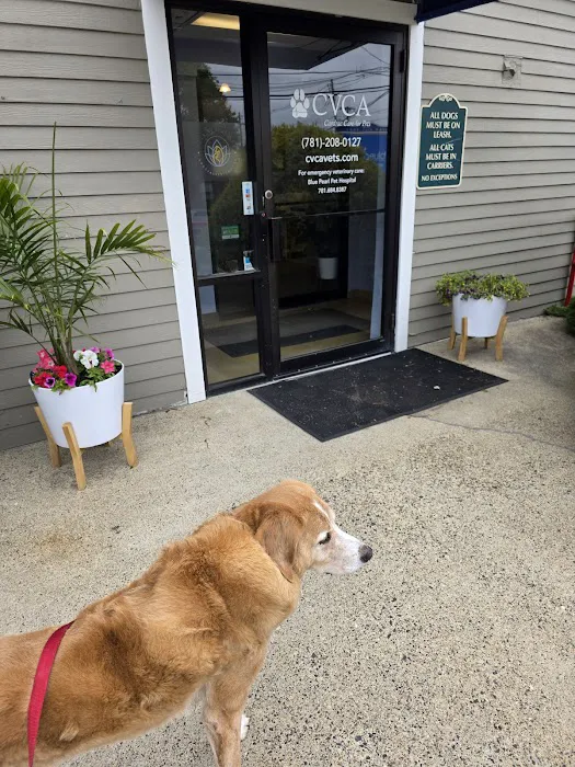 CVCA Cardiac Care for Pets - Waltham Picture 7