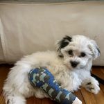 BluePearl Pet Hospital
