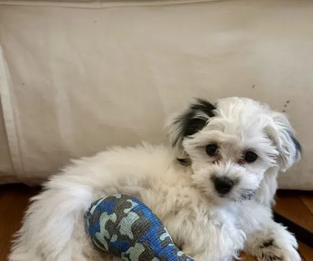 BluePearl Pet Hospital