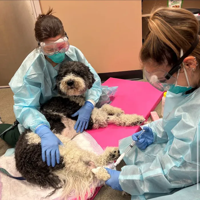 Ally Veterinary Specialty Center Picture 10