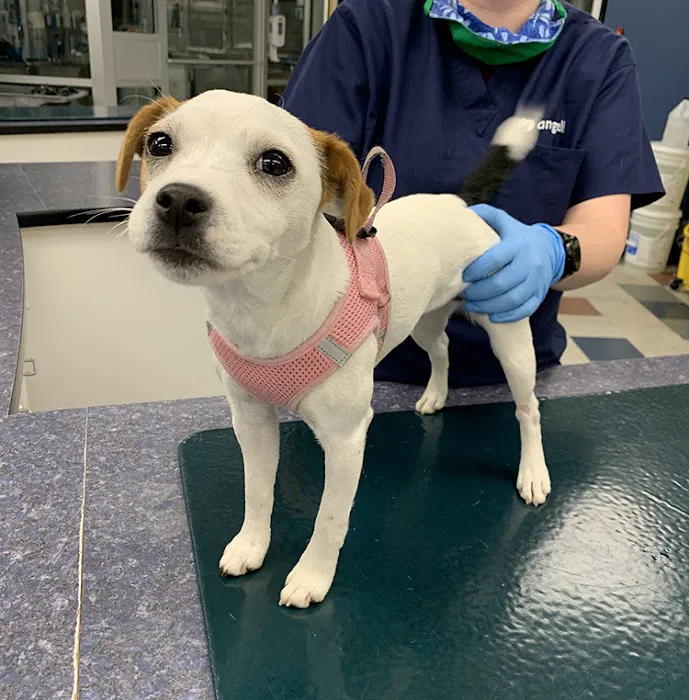 MSPCA-Angell West Picture 6