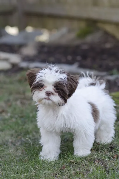 MSPCA-Angell West Picture 9