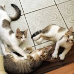 Waltham Veterinary Hospital