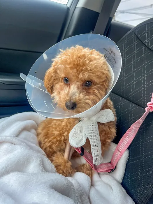 Kindness Animal Hospital Picture 1