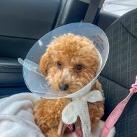 Kindness Animal Hospital ico