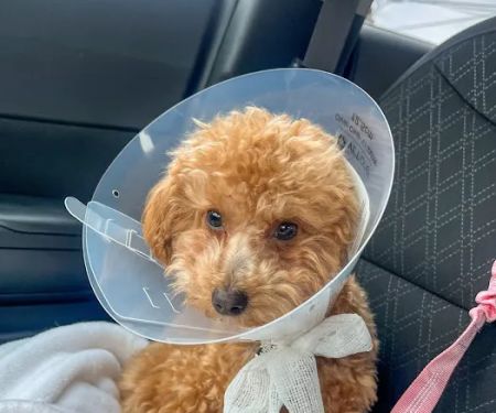 Kindness Animal Hospital