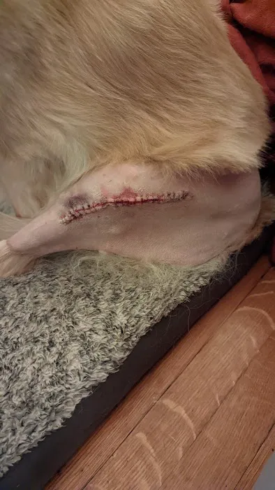 Kindness Animal Hospital Picture 4