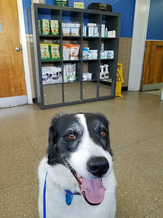 Kindness Animal Hospital Picture 7