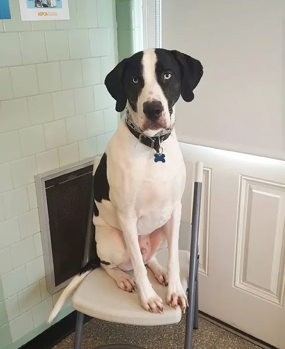 Kindness Animal Hospital Picture 9