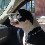 Massachusetts Animal Medical Center