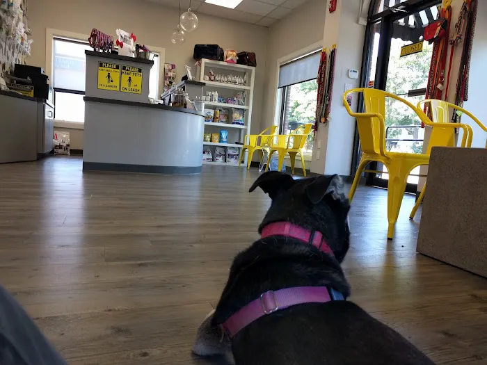 Newton Animal Hospital, A Thrive Pet Healthcare Partner Picture 7