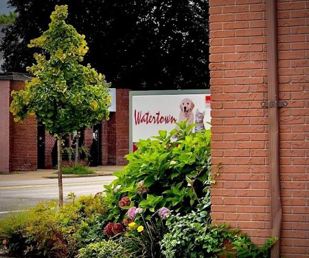 Watertown Animal Hospital