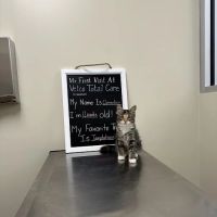 Vetco Total Care Animal Hospital ico