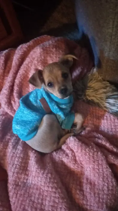 Vetco Total Care Animal Hospital Picture 2