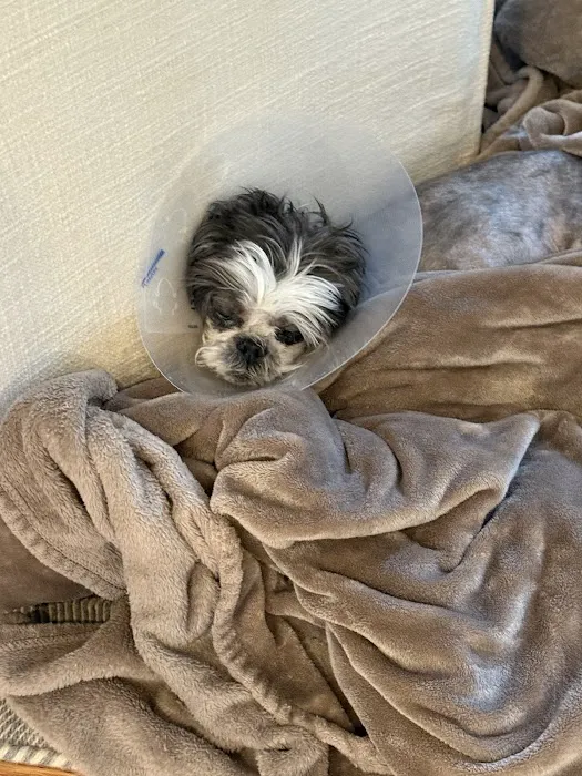 Wareham Animal Hospital Picture 9