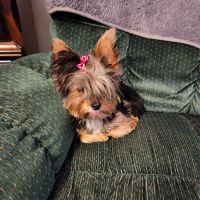 Woodland Animal Clinic ico