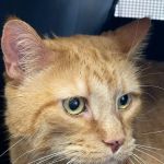 Veterinary Cancer Specialists of New England