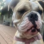 Buzzards Bay Veterinary Associates