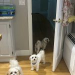 East Bridgewater Veterinary