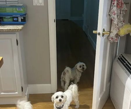 East Bridgewater Veterinary
