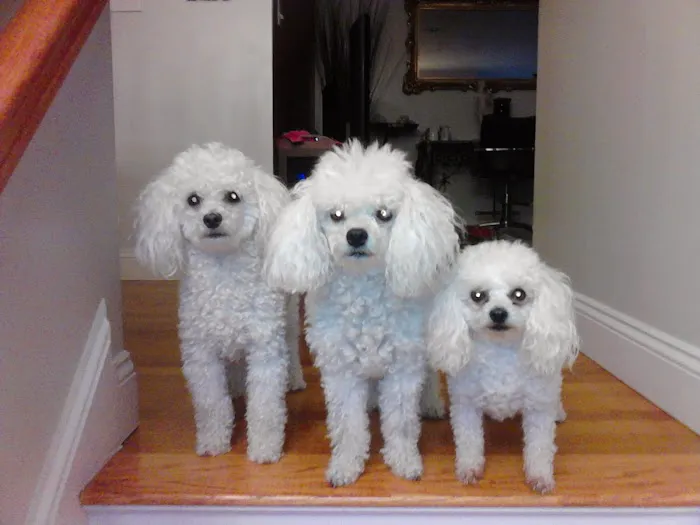 East Bridgewater Veterinary Picture 10