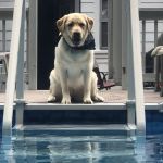 Mobile Animal Care