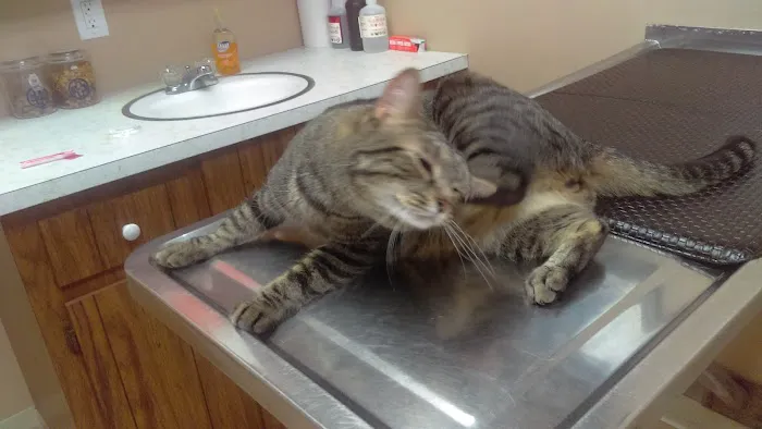 VCA Whitman Animal Hospital Picture 1