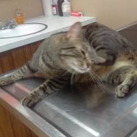 VCA Whitman Animal Hospital ico