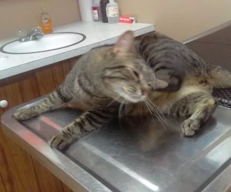 VCA Whitman Animal Hospital