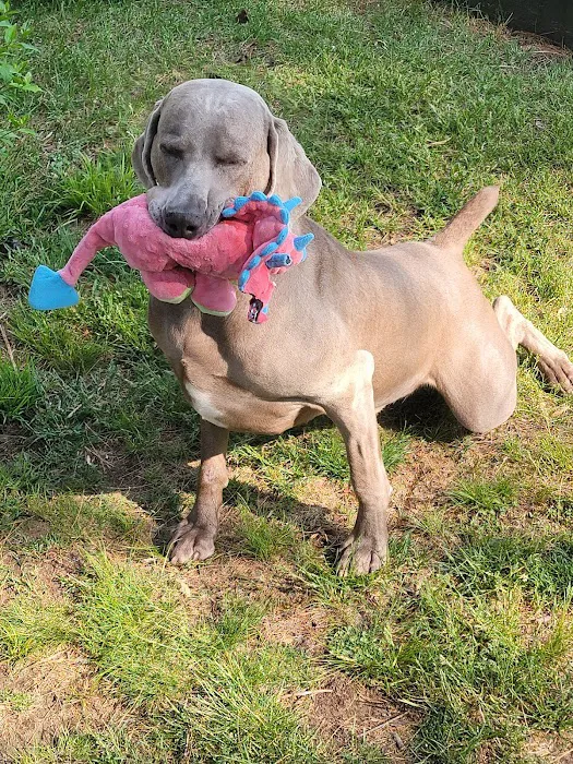 VCA Whitman Animal Hospital Picture 5
