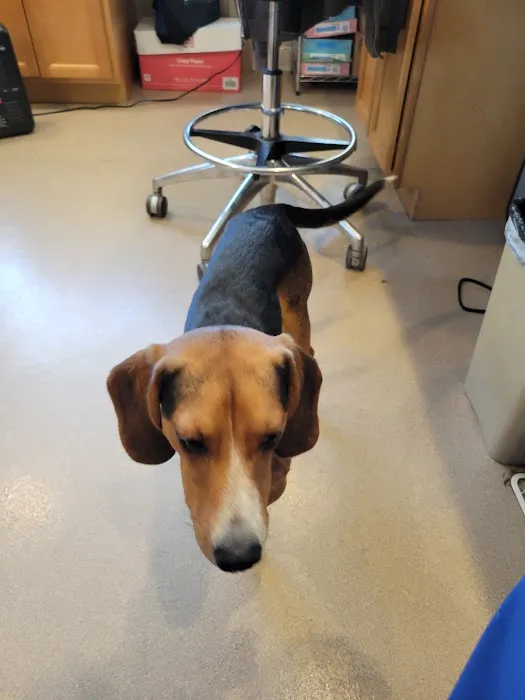 VCA Whitman Animal Hospital Picture 9