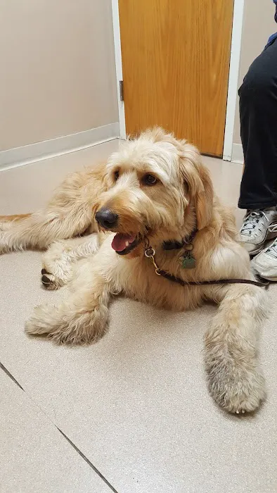 VCA Whitman Animal Hospital Picture 6