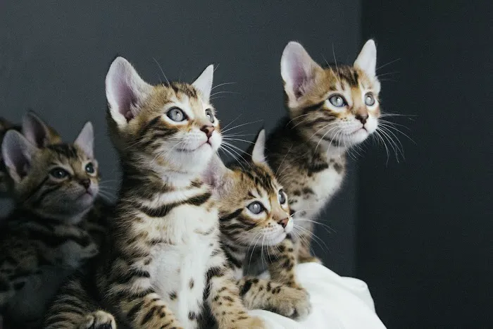 Colby Bengals Picture 1