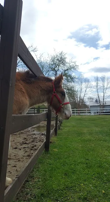 South Shore Equine Clinic & Diagnostic Center Picture 4