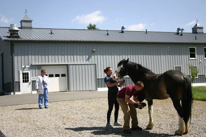 South Shore Equine Clinic & Diagnostic Center Picture 1