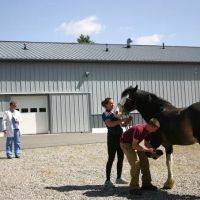South Shore Equine Clinic & Diagnostic Center ico