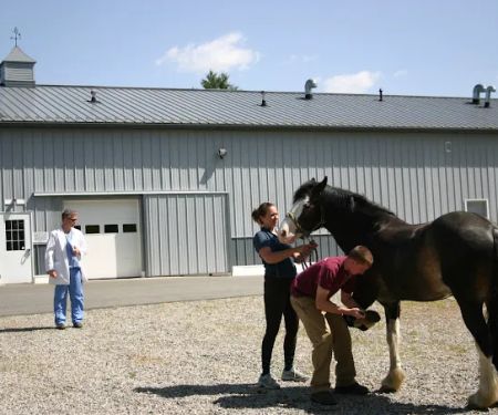 South Shore Equine Clinic & Diagnostic Center