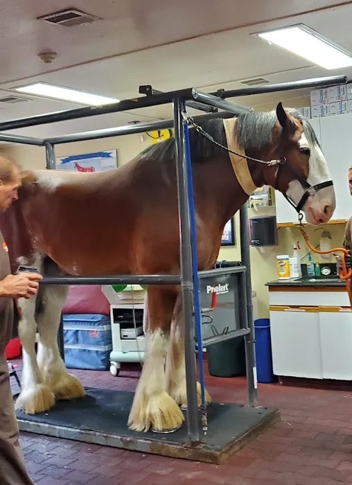 South Shore Equine Clinic & Diagnostic Center Picture 3