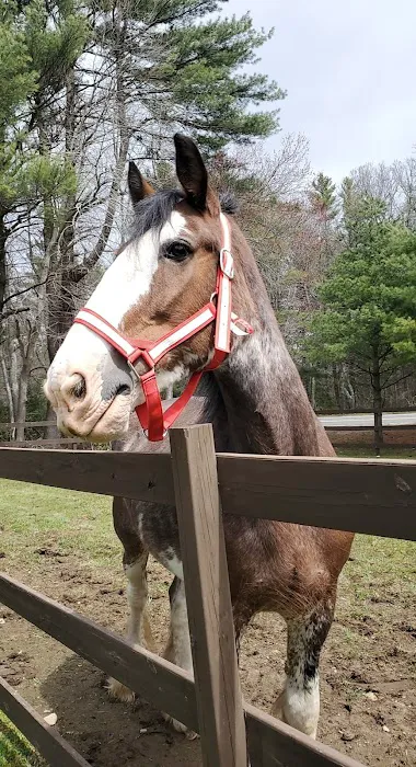 South Shore Equine Clinic & Diagnostic Center Picture 5